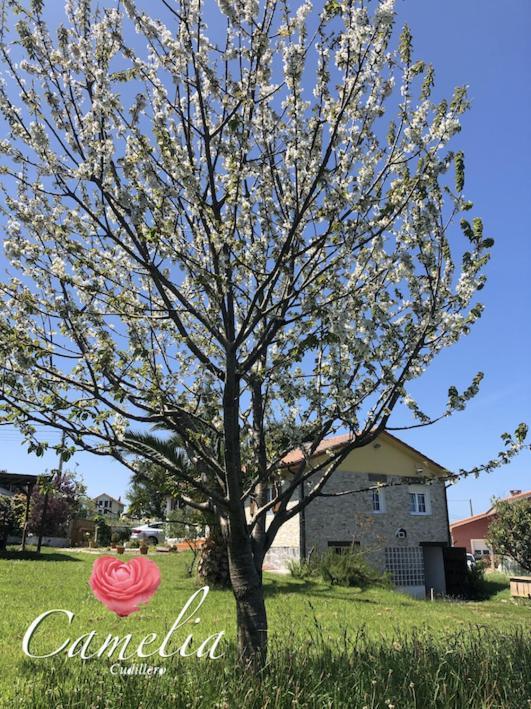 Camelia Casina Rural Βίλα Albuerne Εξωτερικό φωτογραφία